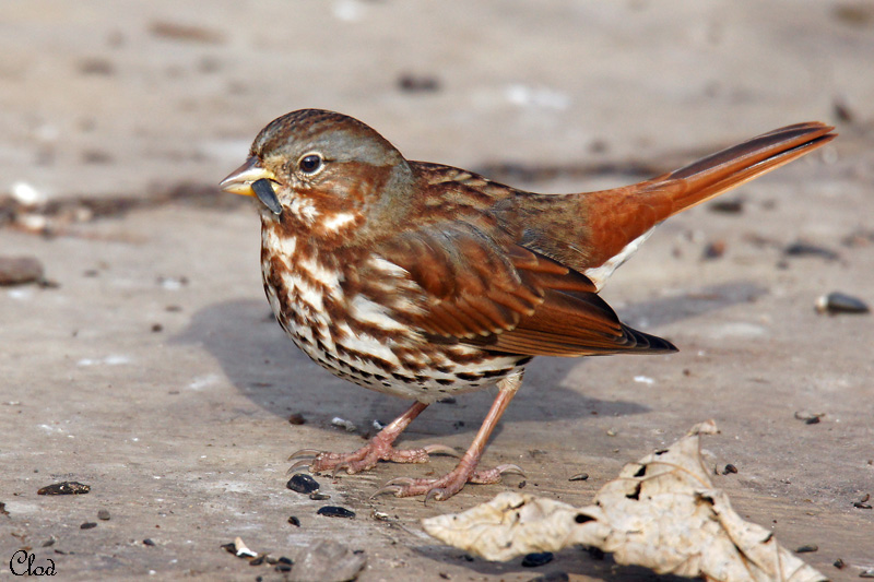 Bruant fauve - Fox Sparrow