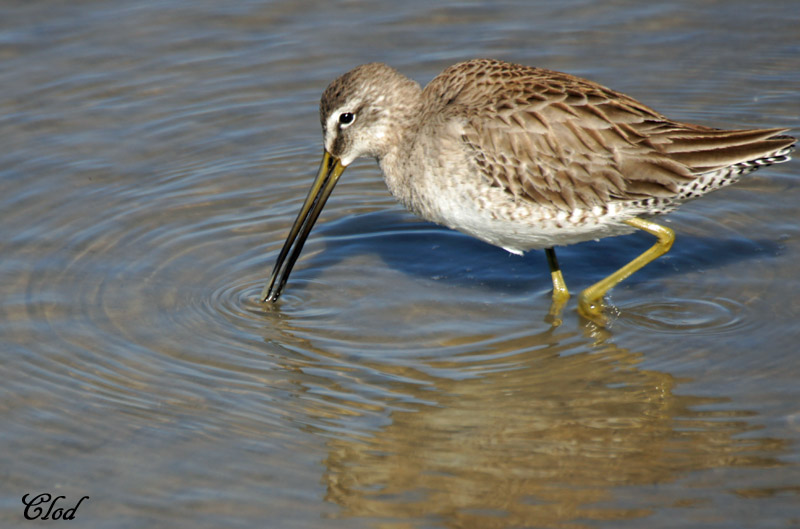 Bcassin roux - Short-billed Dowitcher 