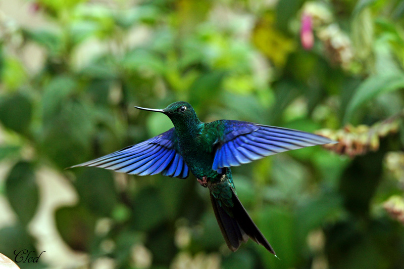 Colibri  ailes saphir - Great Sapphirewing