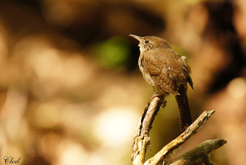 Troglodyte familier - House Wren