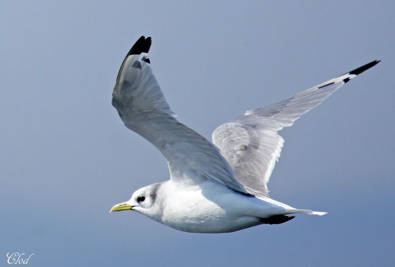 Mouette tridactyle - Black-legged Kittiwake