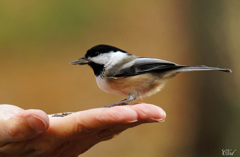 Mesange A Tete Noire Black Capped Chickadee Photo Claude Gagnon Photos At Pbase Com