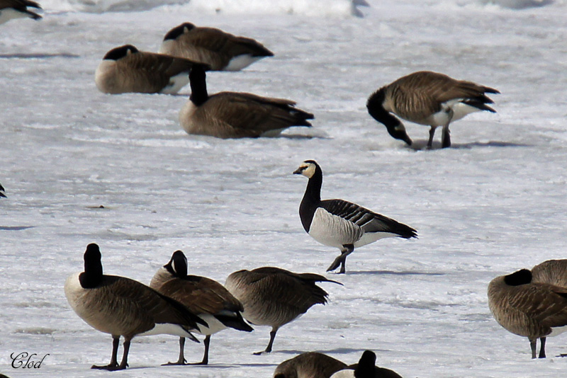 Bernache nonnette - Barnacle Goose