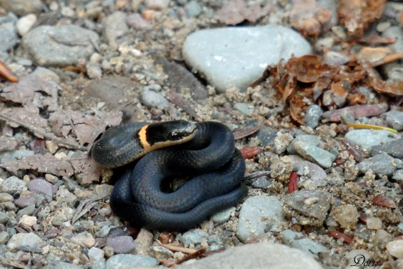 Couleuvre  collier - Ring-necked snake