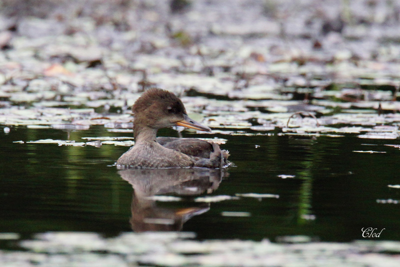Harle couronn - Hooded merganser (juv)