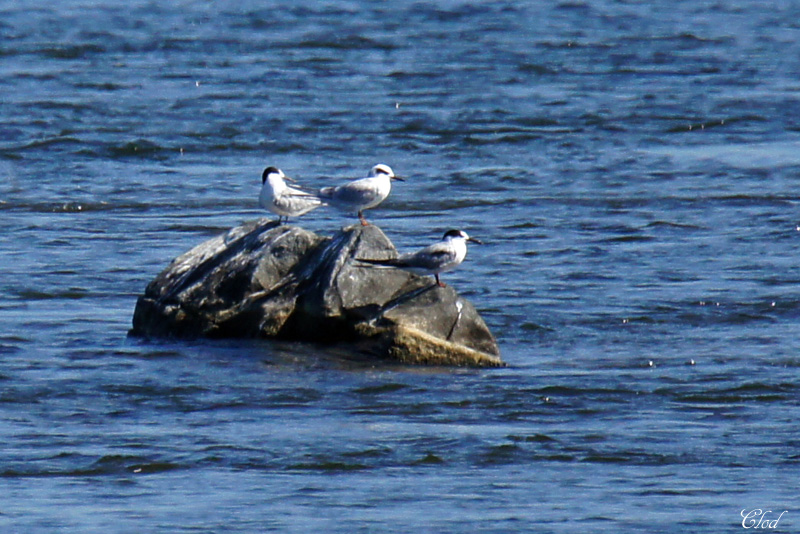 Sterne de Forster - Forsters tern