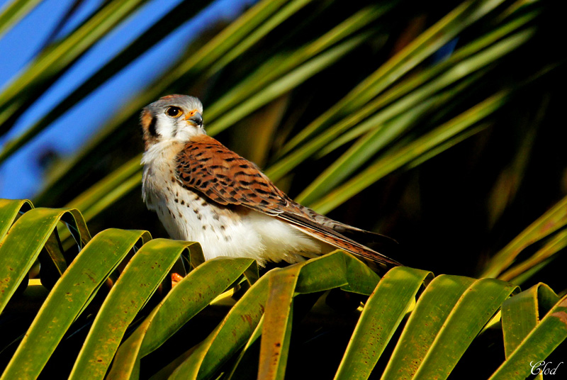 Crcerelle dAmrique - American kestrel (fem)