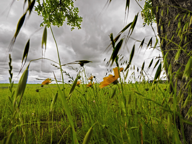 A few spring flowers under a rainy sky