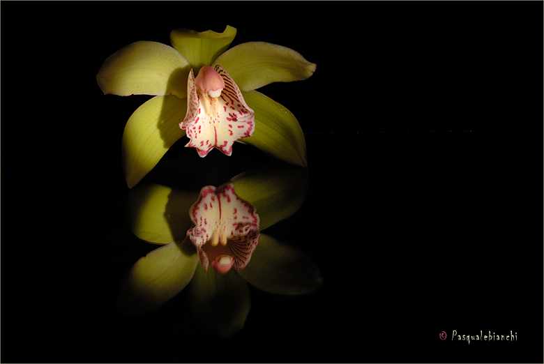 Orchidea