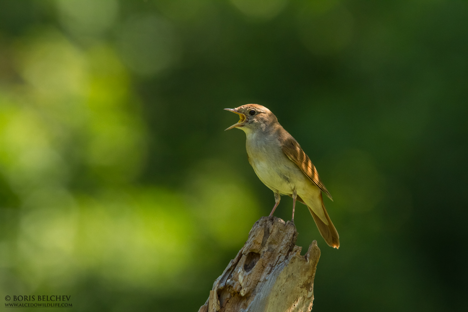 Nightingale (Luscinia megarhynchos)