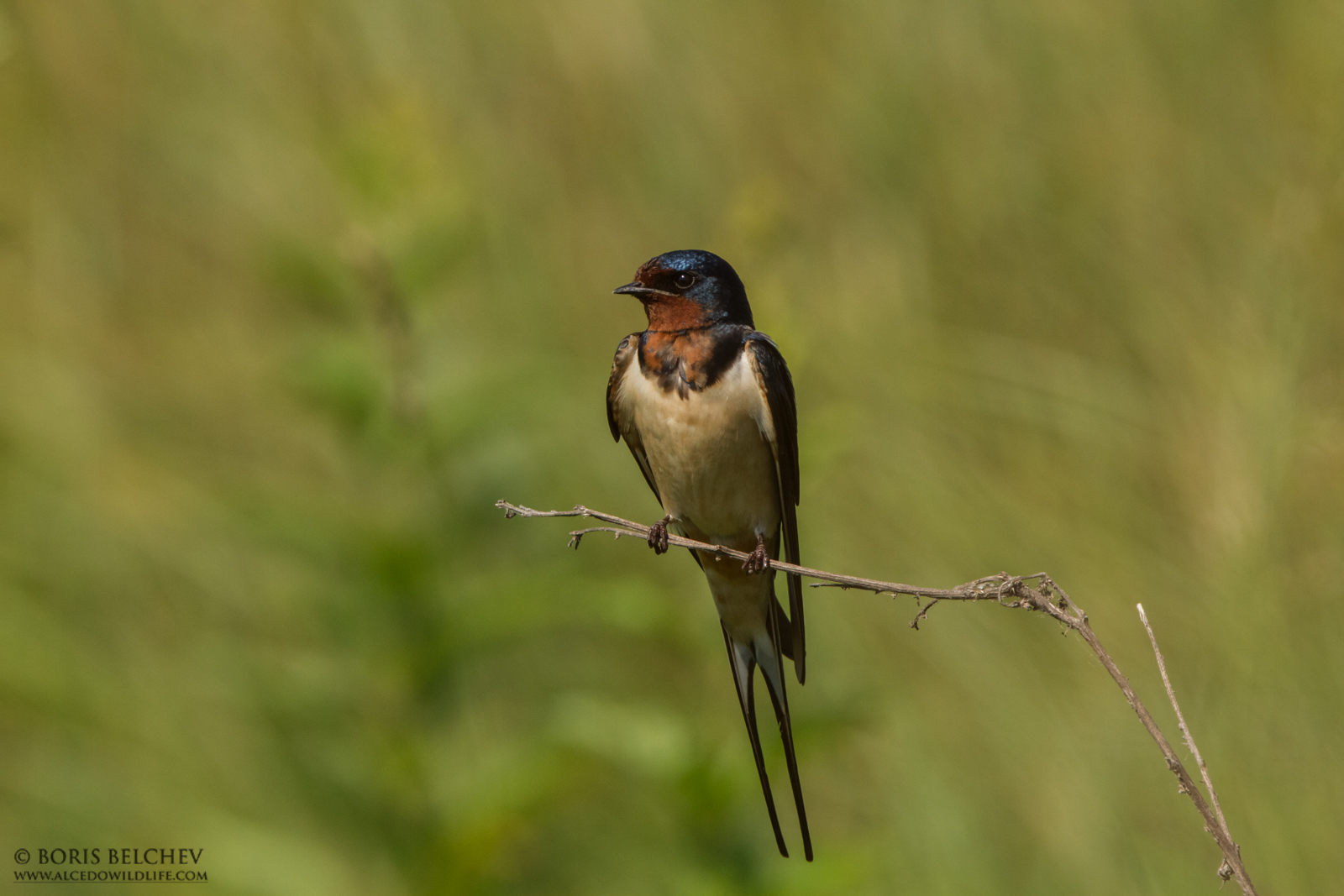 Barn swallow (Hirundo rustica)