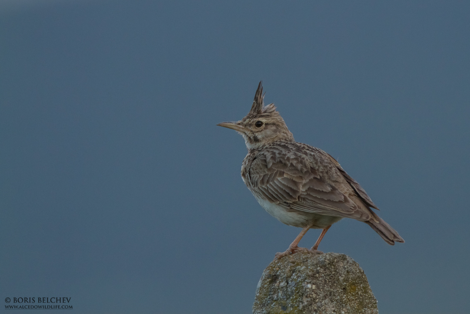 Crested Lark (Galerida cristata)