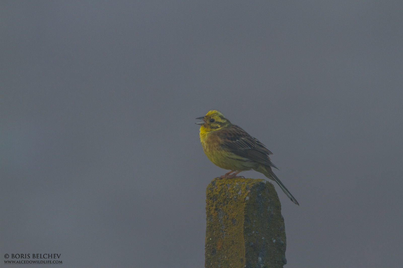 Yellowhammer (Emberiza citrinella)