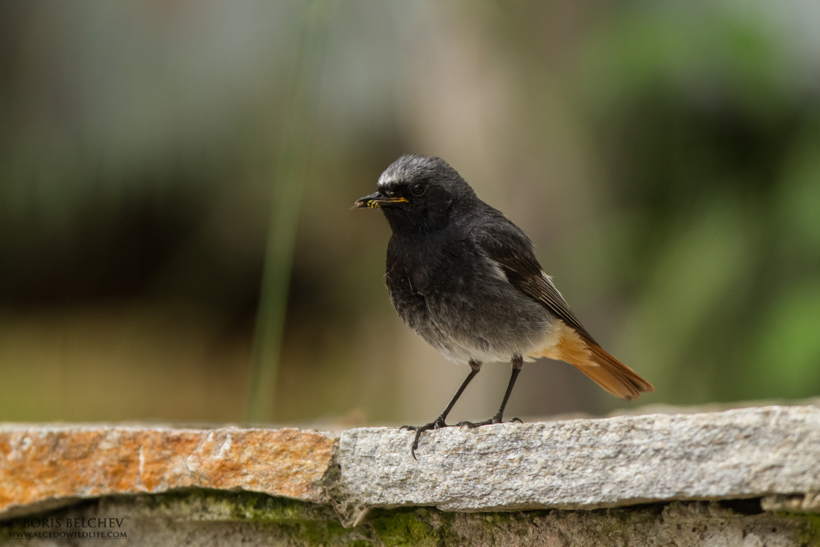 Black Redstart (Phoenicurus ochruros)