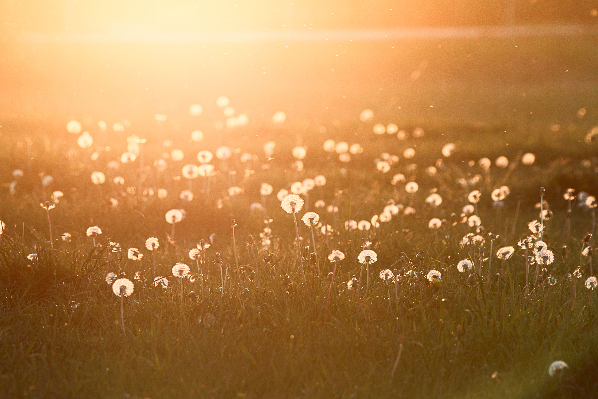 Dandelion...