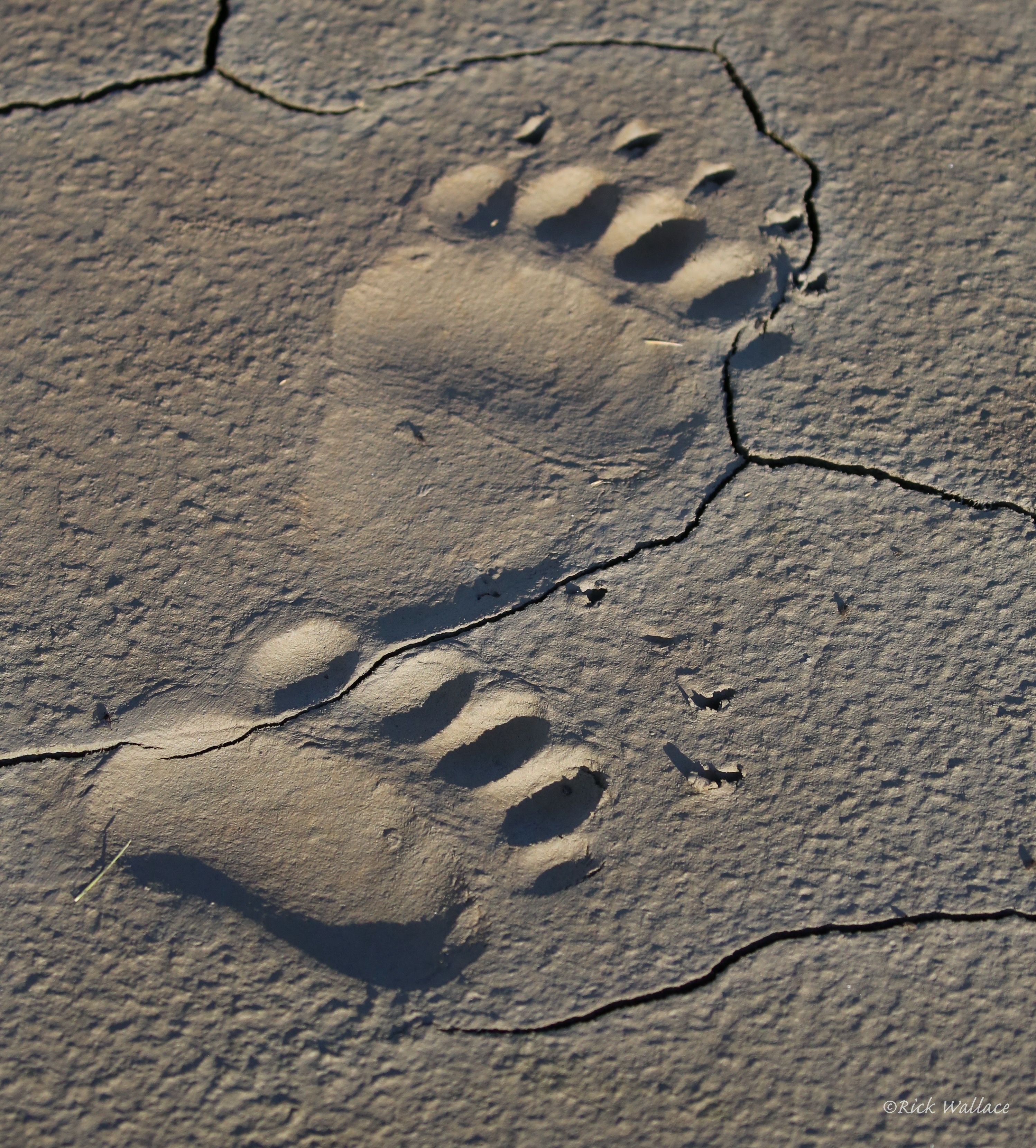 AB2015-07_13 Bear Paws c.JPG