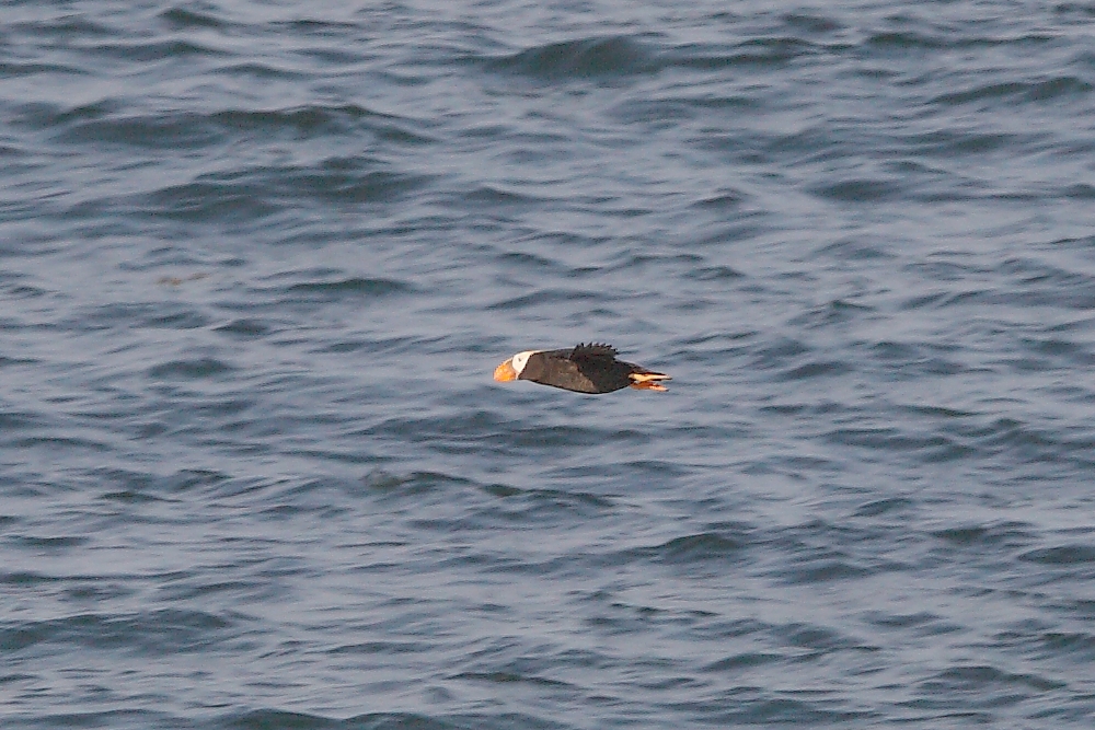 TUFTED PUFFIN @ MSI  #02