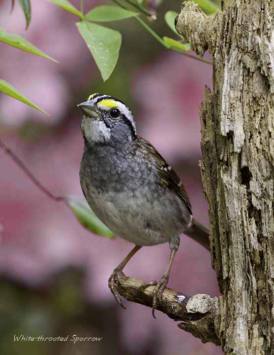 White-throated Sparrow