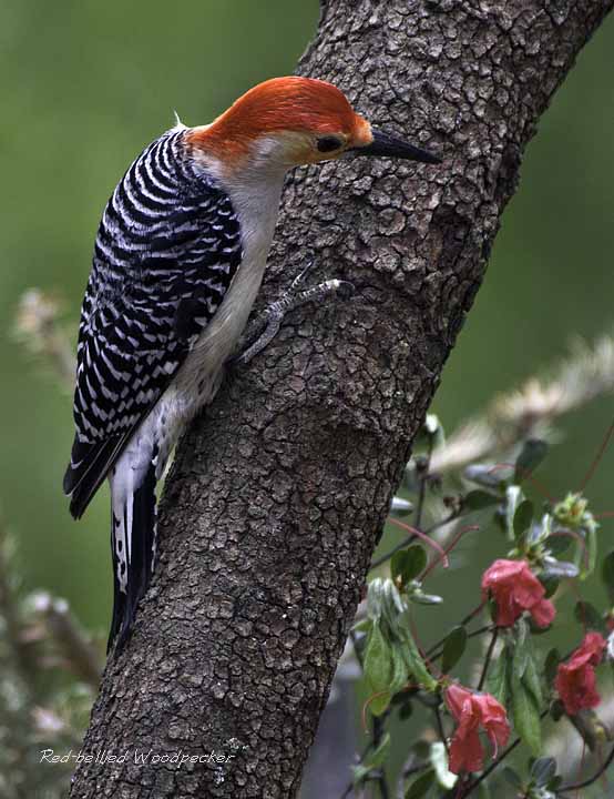 Red-bellied Woodpecker
