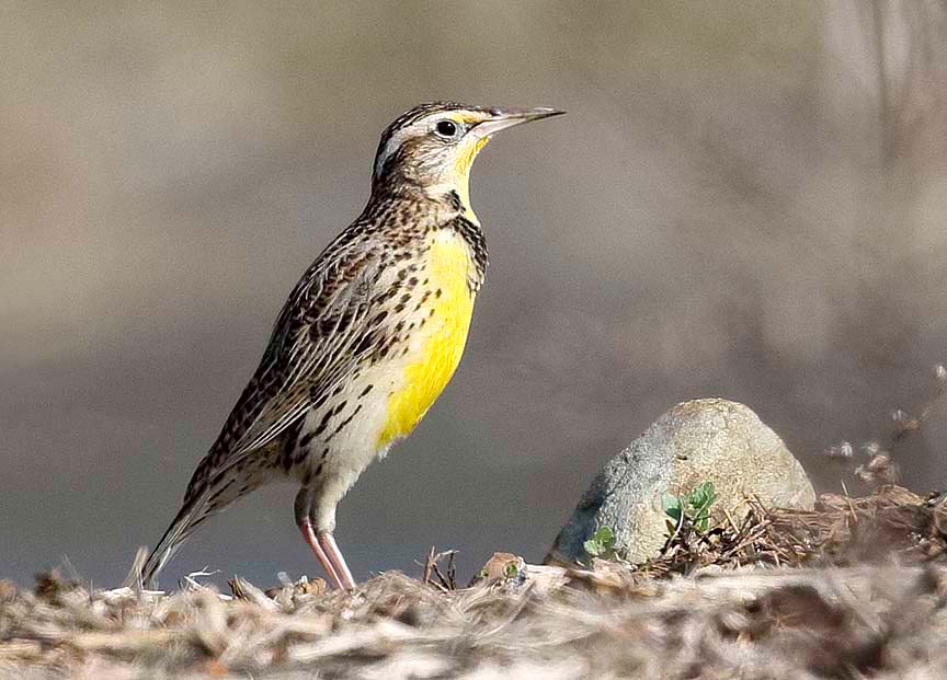 Western Meadowlark