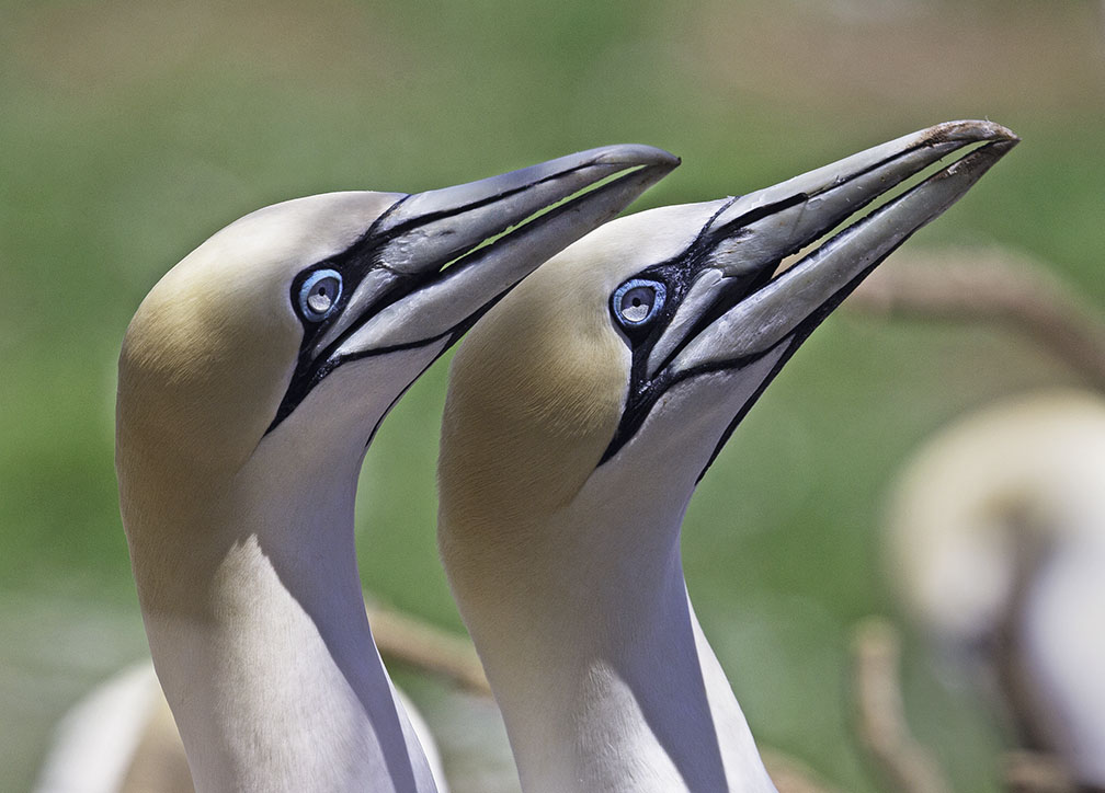 Northern Gannets