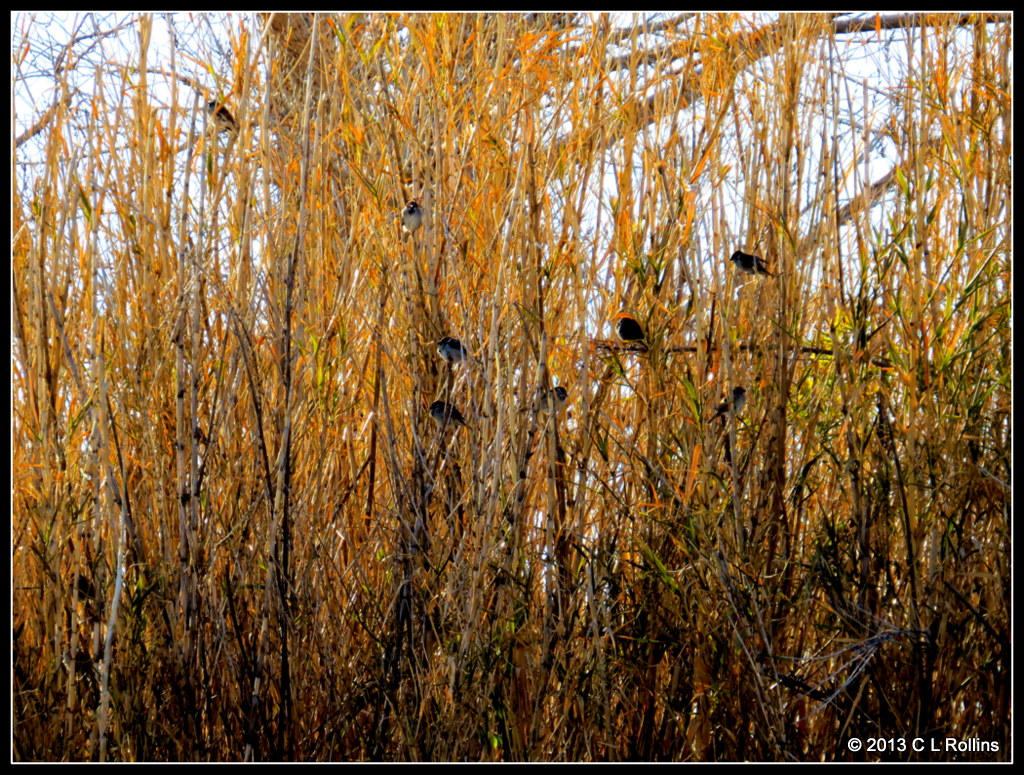 IMG_1249 Sparrows in the Bamboo