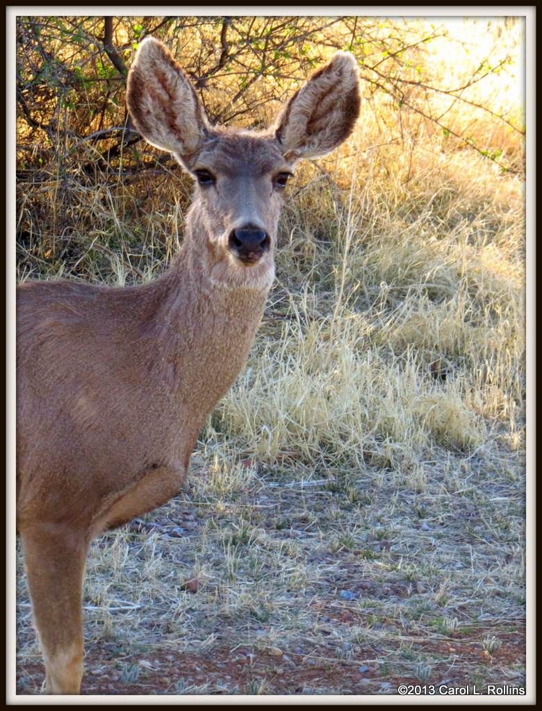 IMG_3874 Mule Deer