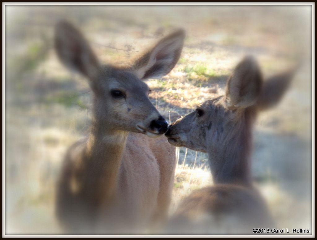 IMG_3876 Mule Deer