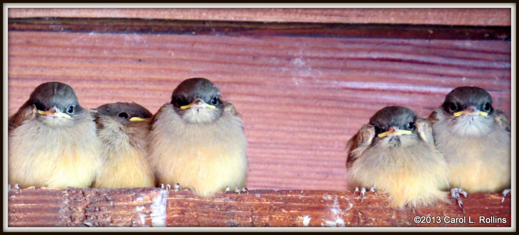 IMG_5577 Barn Swallow Fledglings