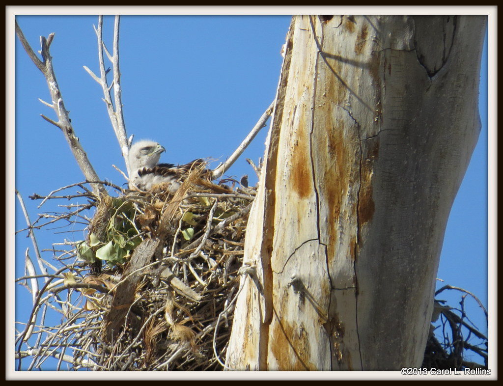IMG_5917 Red-tailed Hawk Chick
