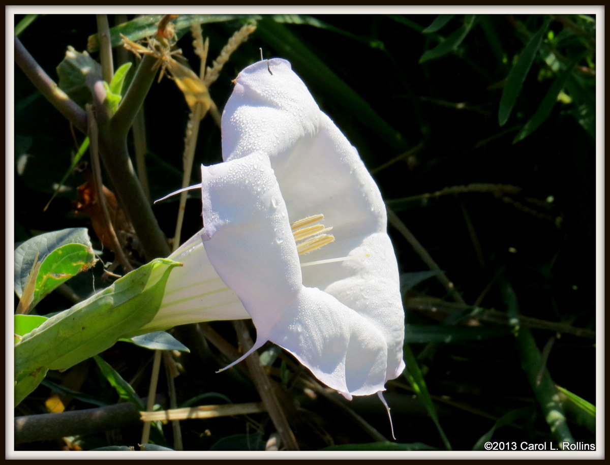 IMG_6792 Sacred Datura