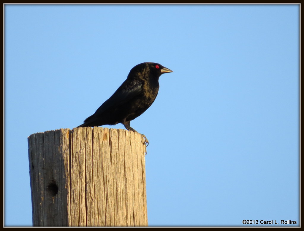 IMG_5993 Bronzed Cowbird