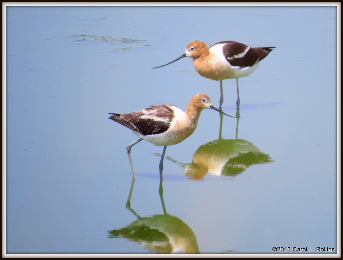 IMG_7710 American Avocet