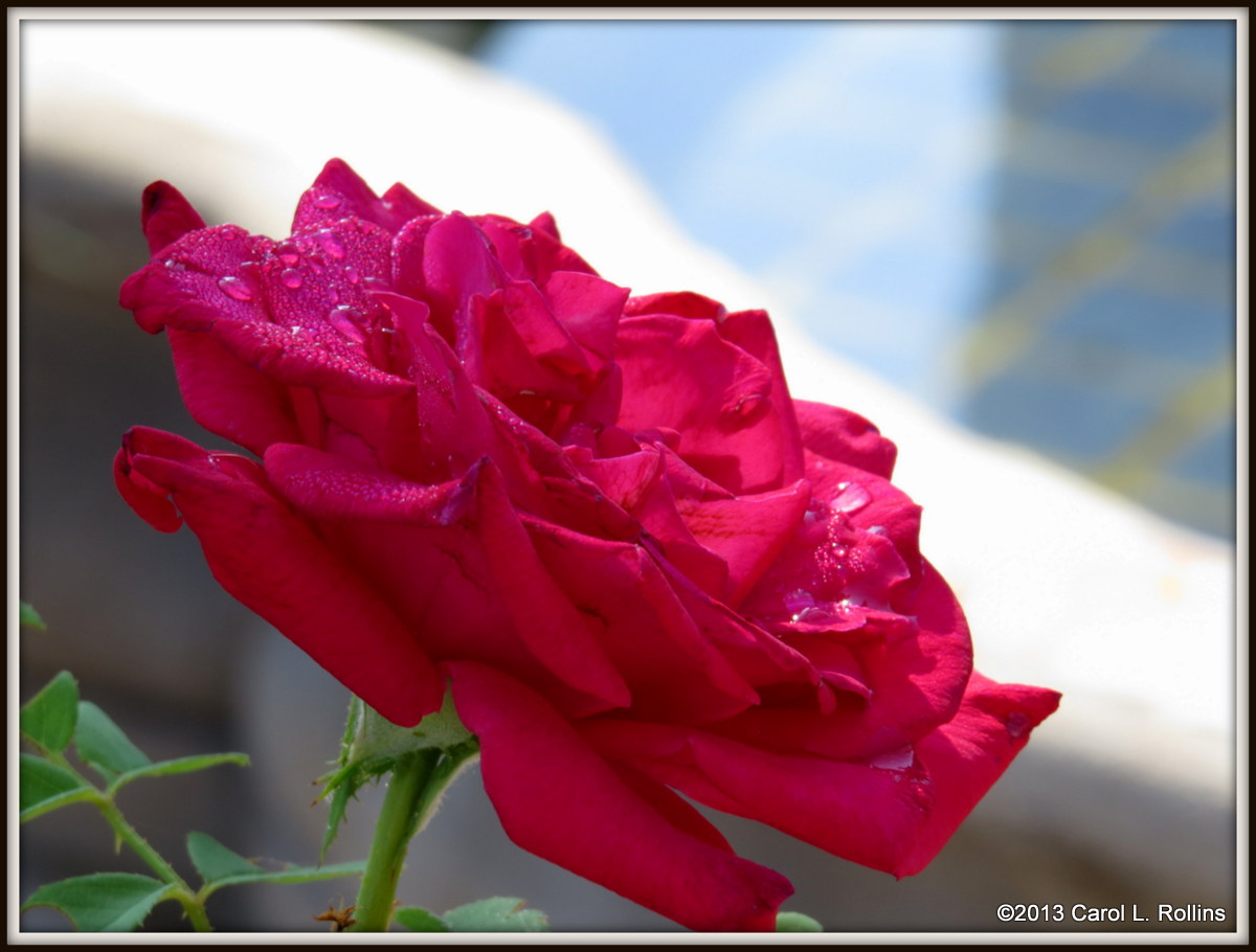 IMG_6938 Rose