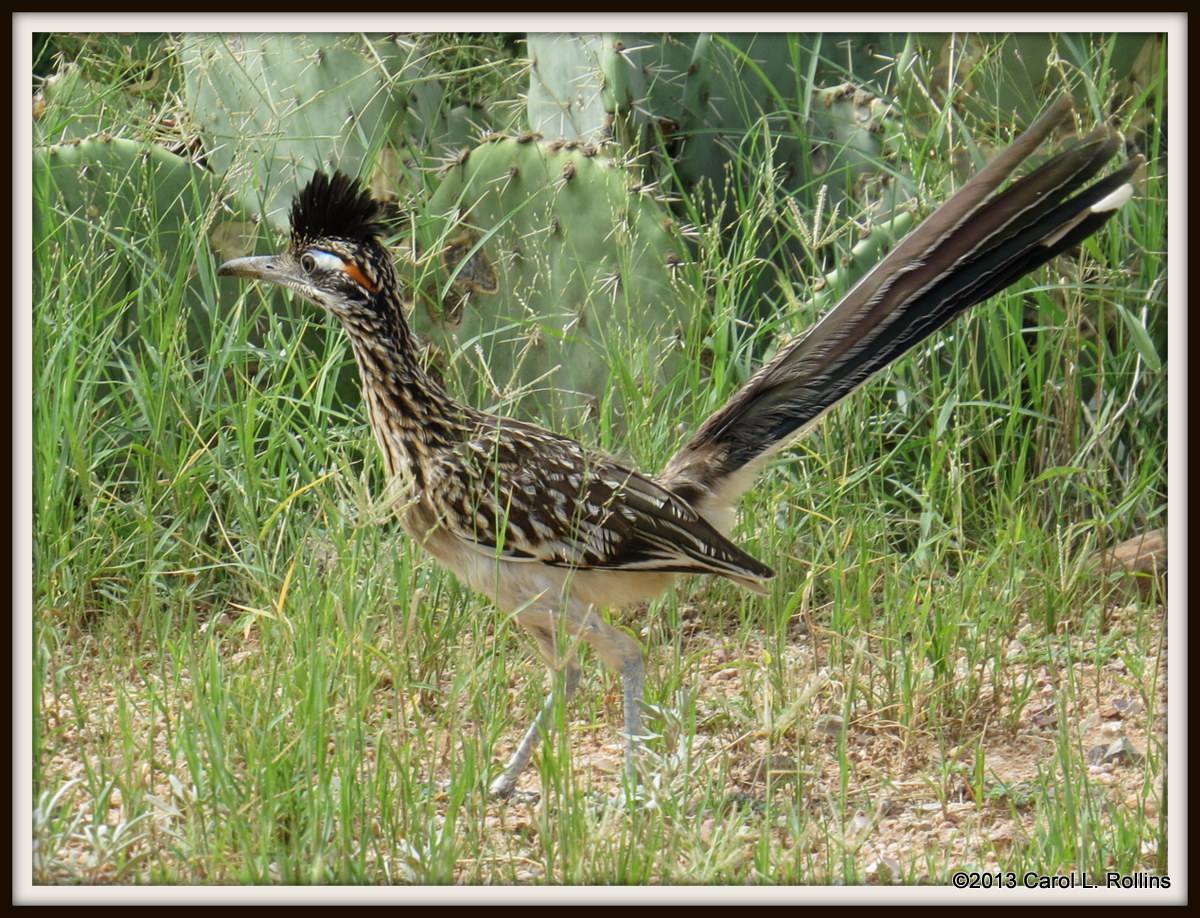 IMG_0547 Roadrunner