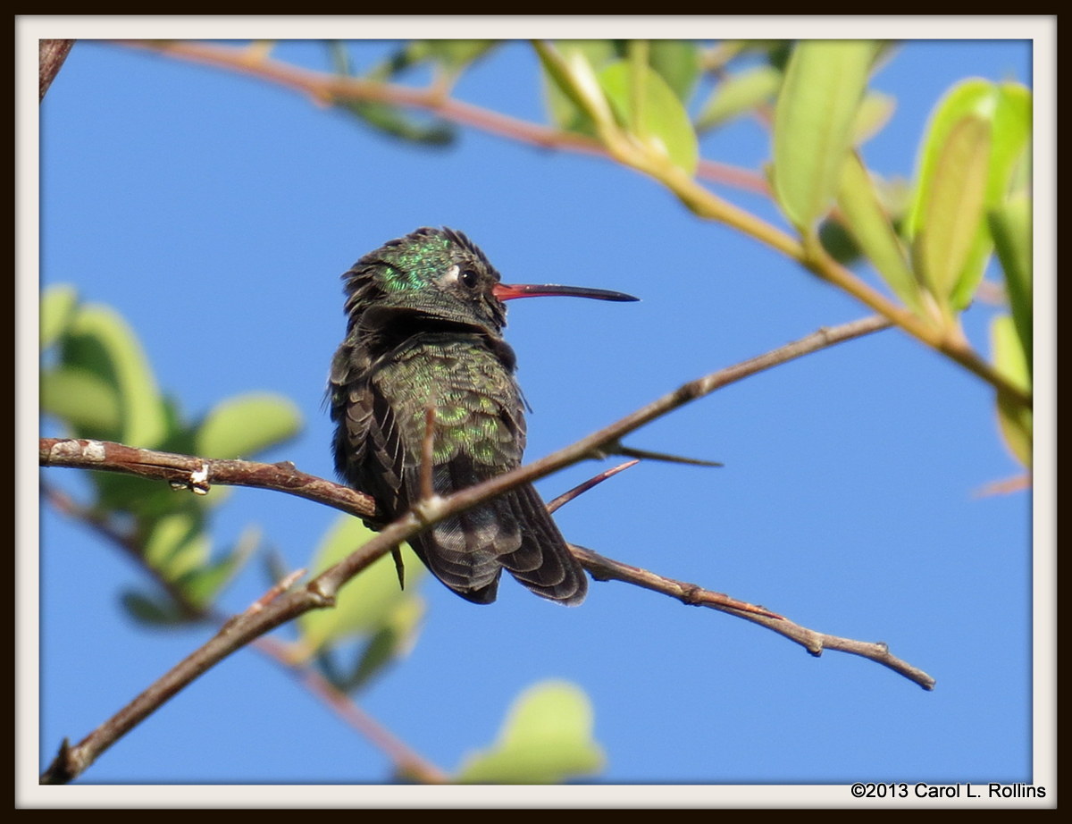 IMG_0370 Broad-billed