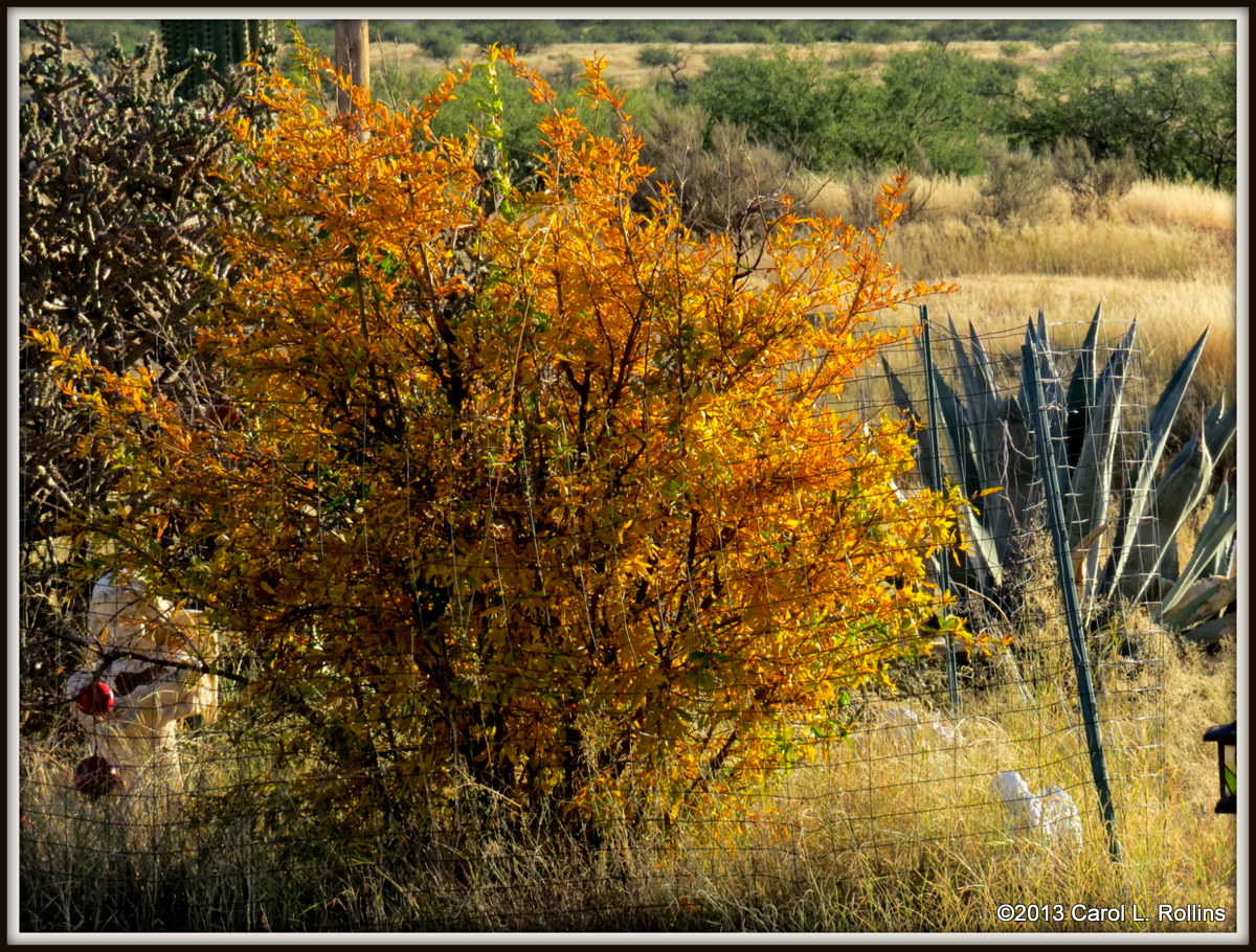 A Little Bit of Fall Color in the Desert