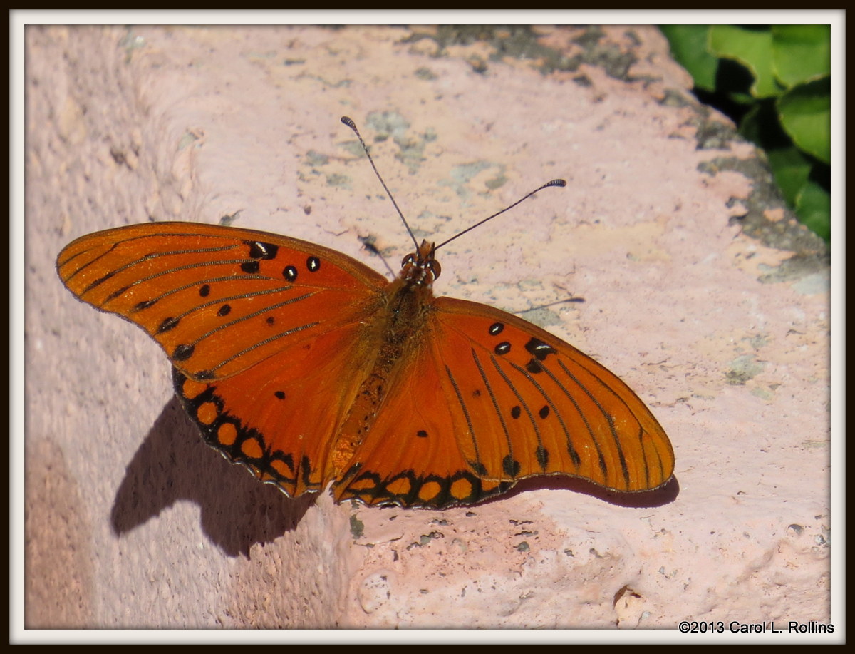 Gulf Fritillary