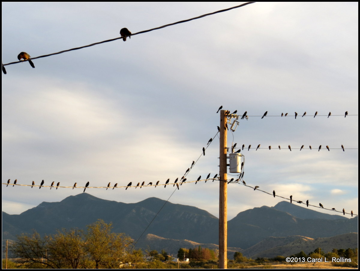 Grackles and Cowbirds