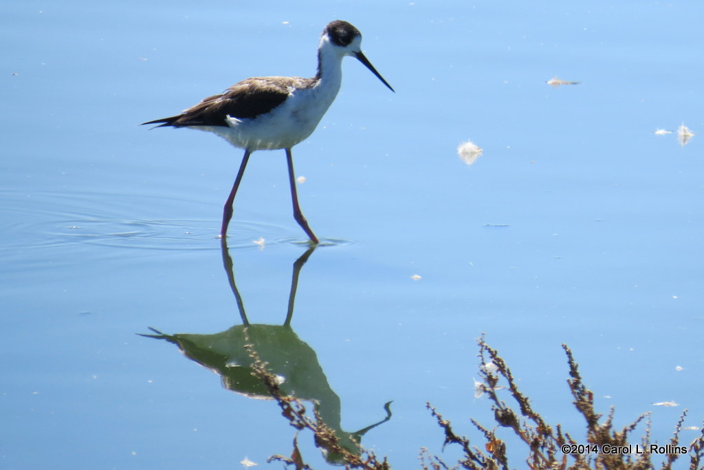 Black-necked Stilt 4890