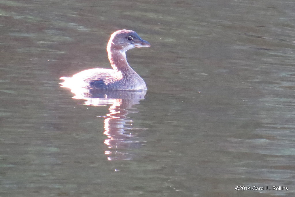 Pied-billed Grebe 5080