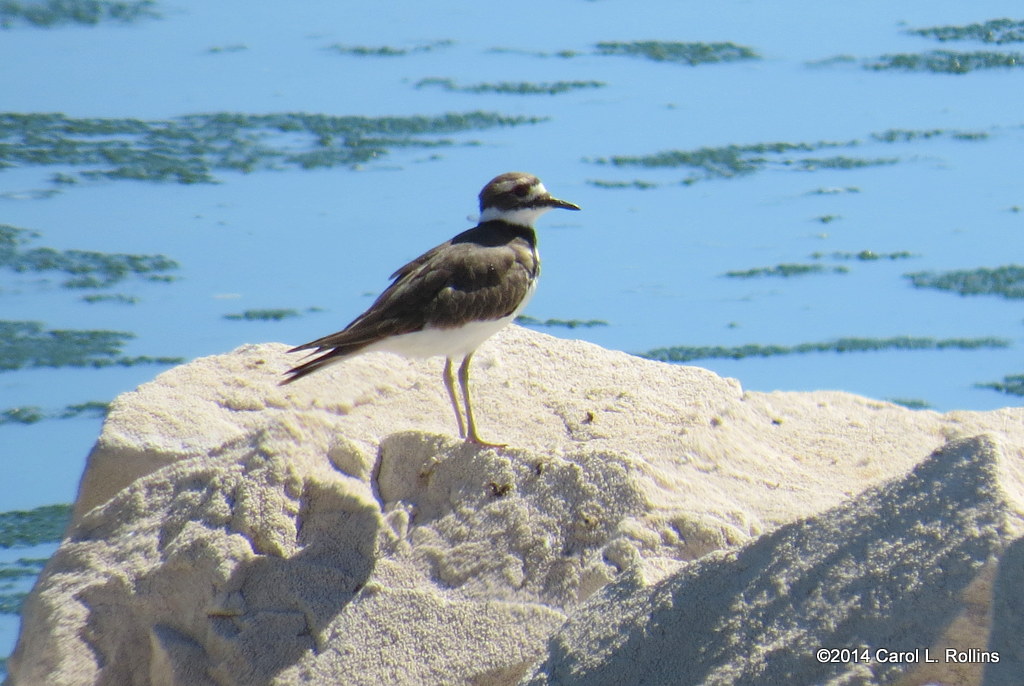 Killdeer 4968