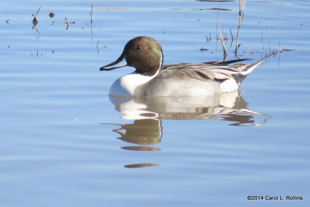 Northern Pintail 5352
