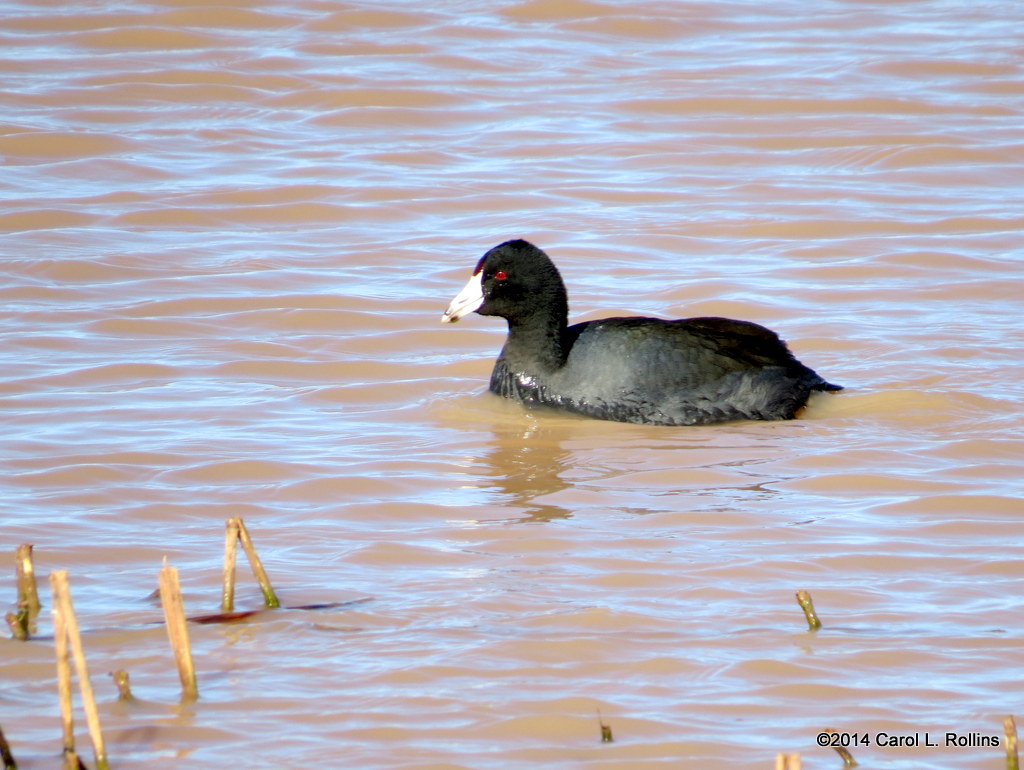 American Coot  7520