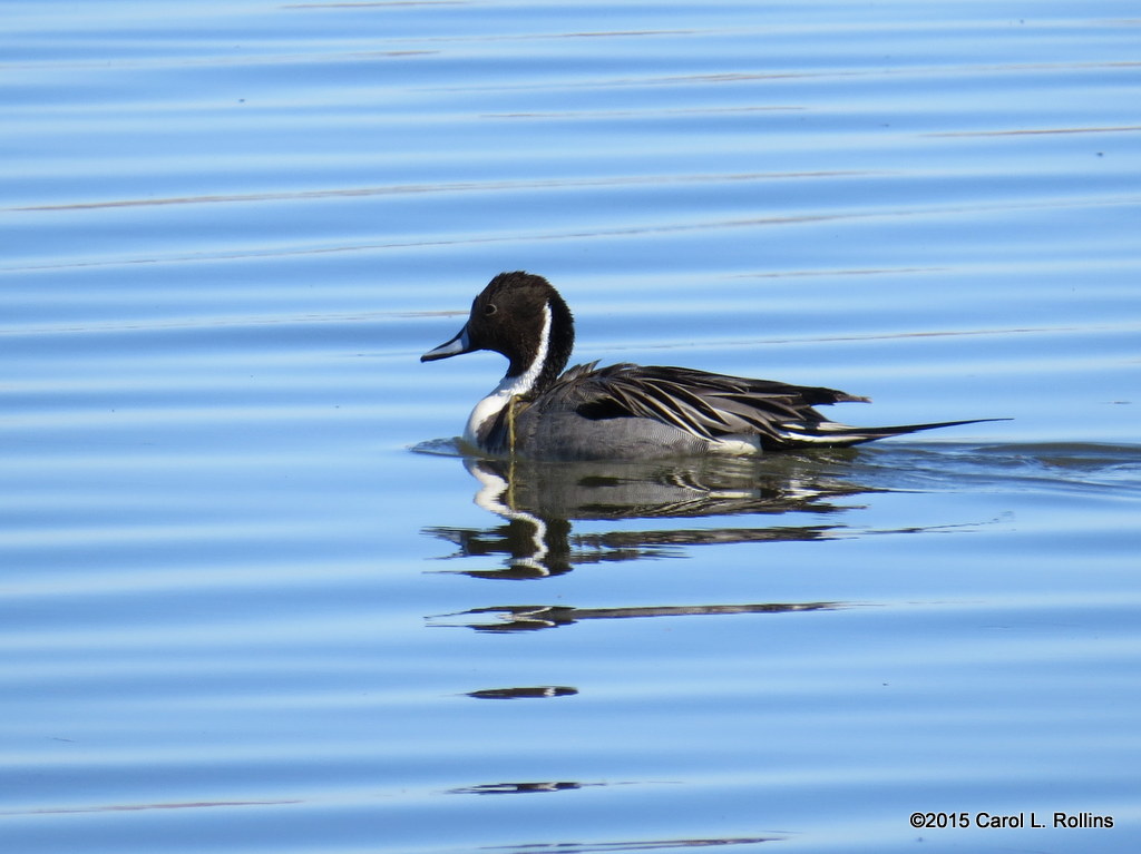 Northern Pintail  8436