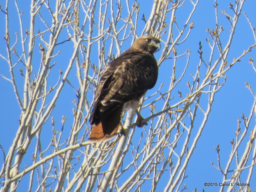 Red-tailed Hawk   8702