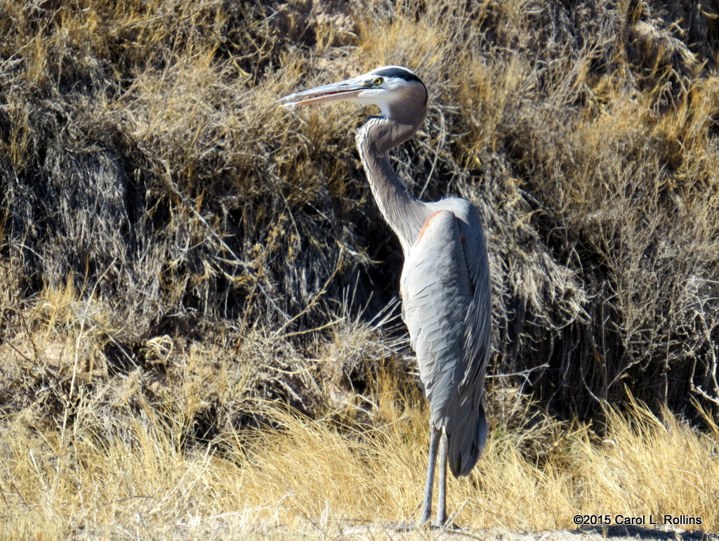 Great Blue Heron  8586