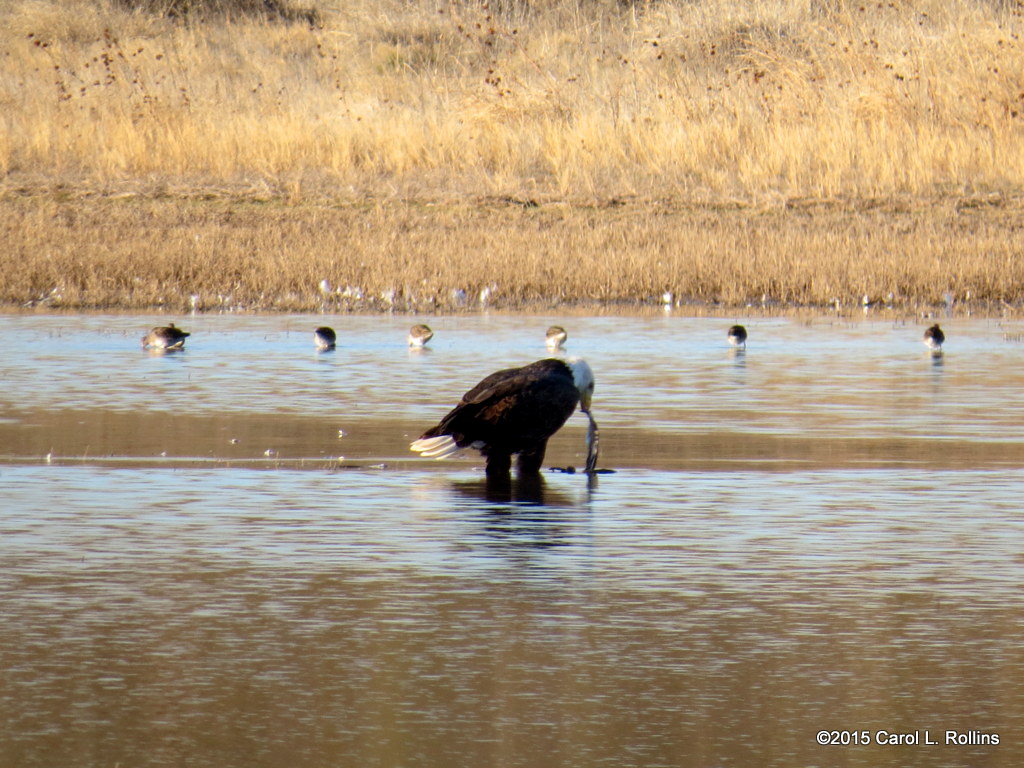 Bald Eagle  9426