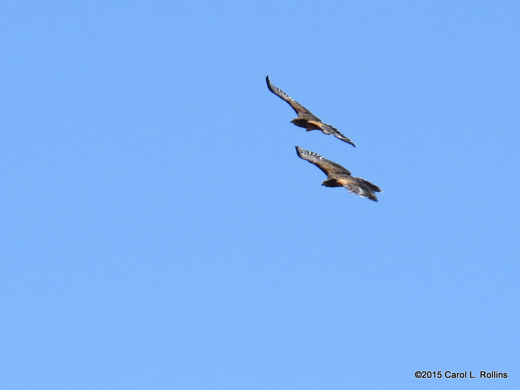 Harriss Hawks  0101