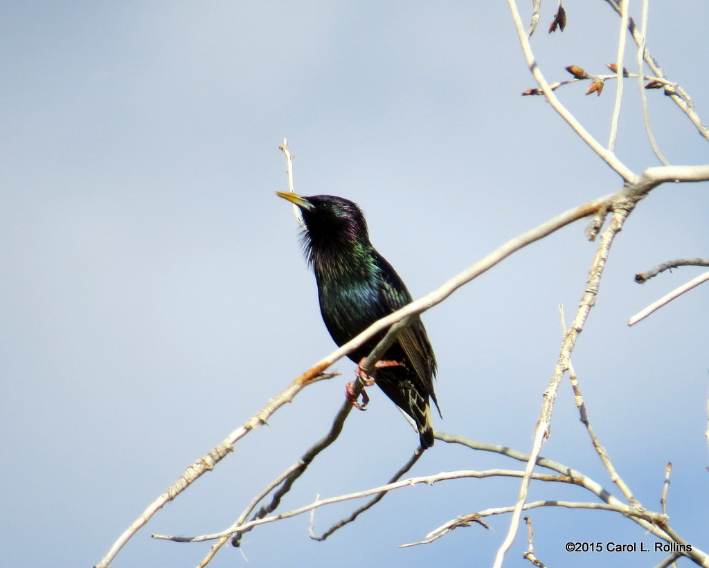 European Starling  9977